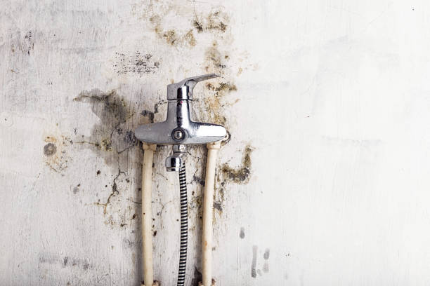 Best Professional Mold Removal  in Noblesville, IN