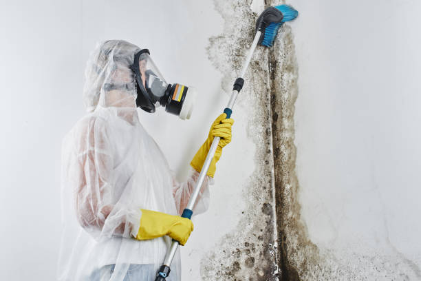 Best Commercial Mold Removal  in Noblesville, IN