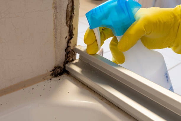Mold Testing and Removal in Noblesville, IN