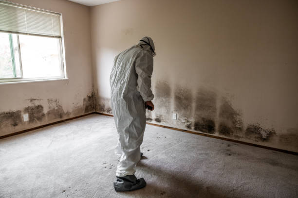 Best Mold Damage Repair  in Noblesville, IN